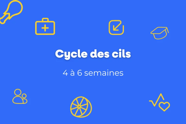 Cycle des cils